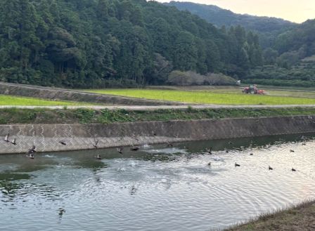 10月の金木犀