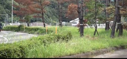 松の木カット前②