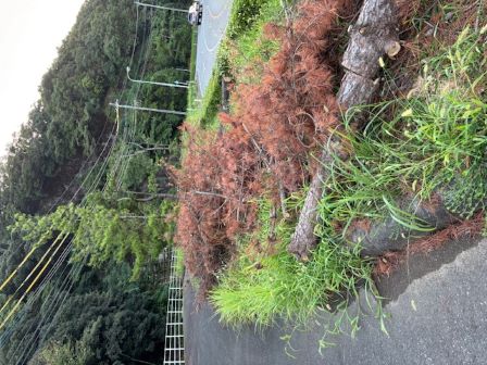 松の木カット後③