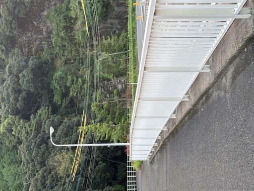 松の木カット後①