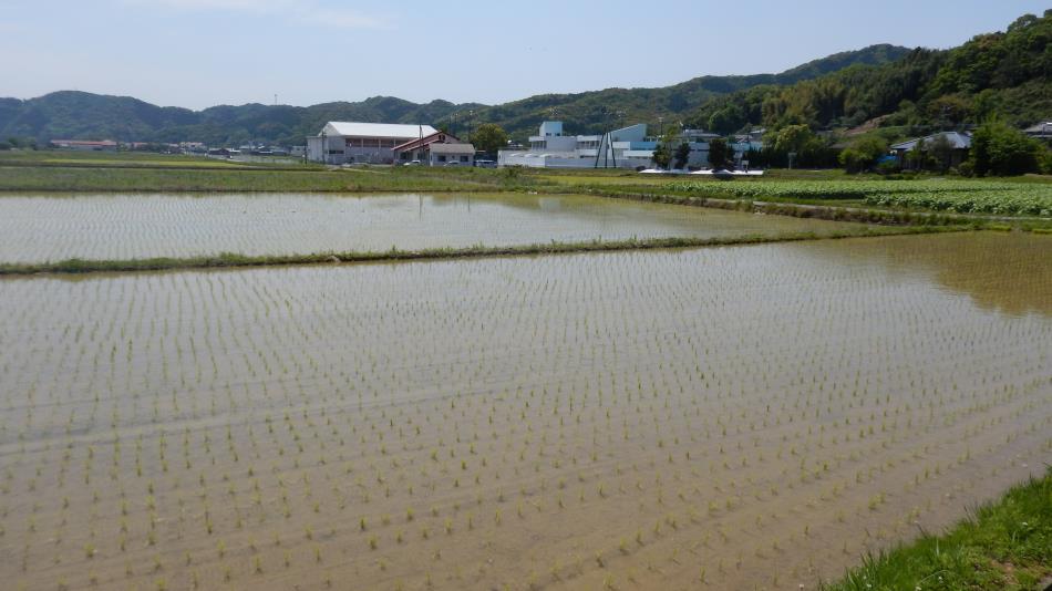 田植え体験20220422 (3)