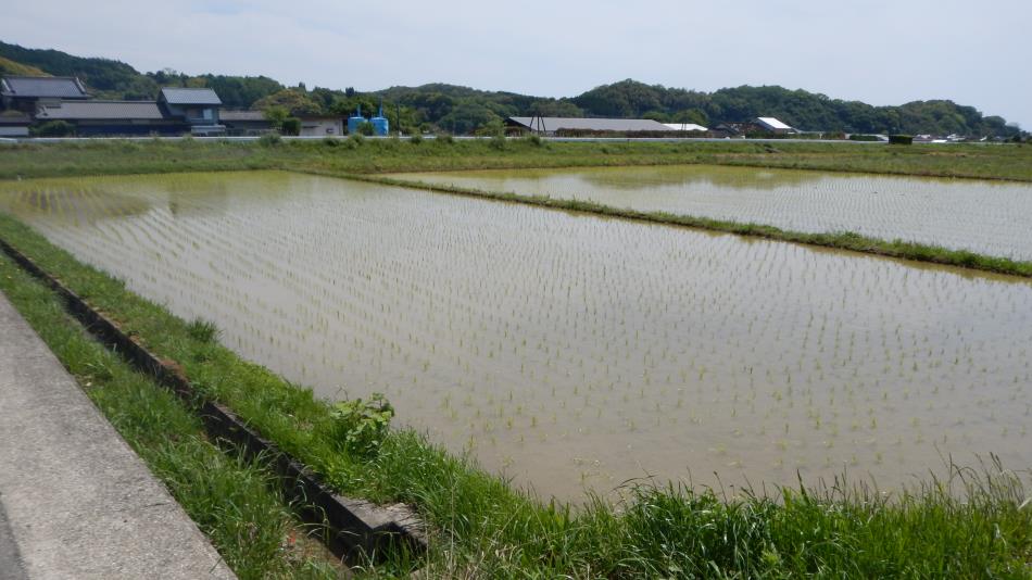 田植え体験20220422 (4)