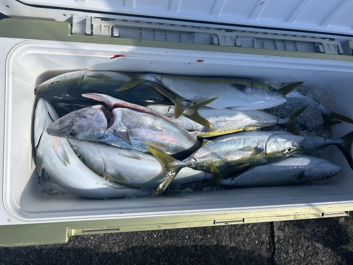 落とし込み釣り