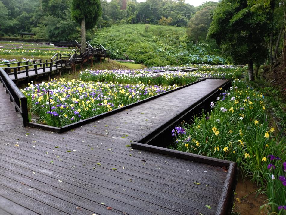 6月9日花菖蒲園１