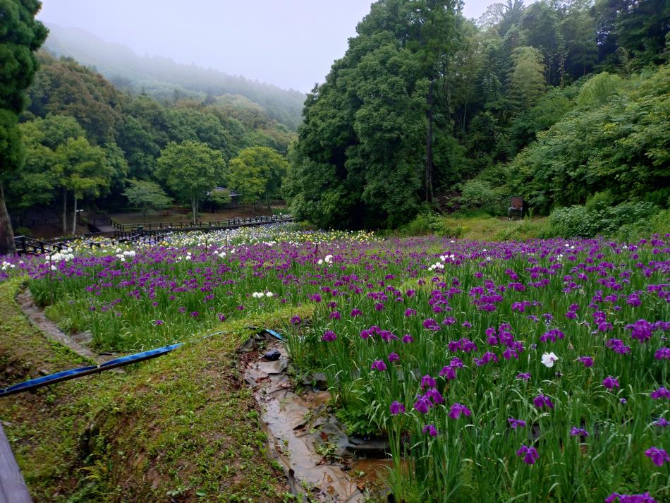 6月9日花菖蒲園３