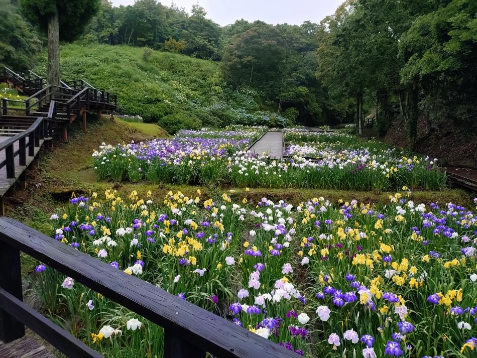 6月9日花菖蒲園２
