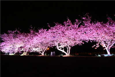 【春は目前！】深海町の河津桜がライトアップされています‼✨
