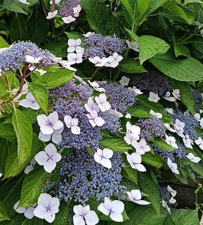 R7紫陽花２