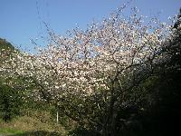 妙見が浦桜