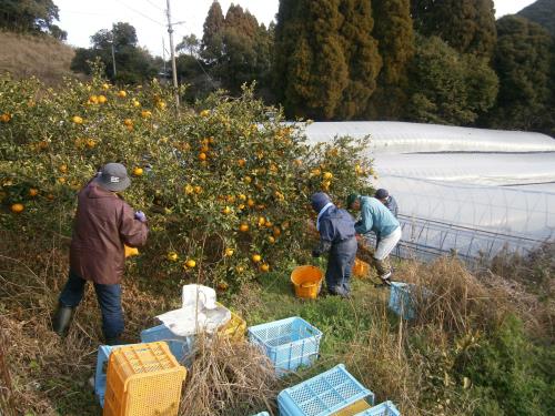 ミカン収穫作業