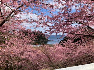 河津桜２月１７日