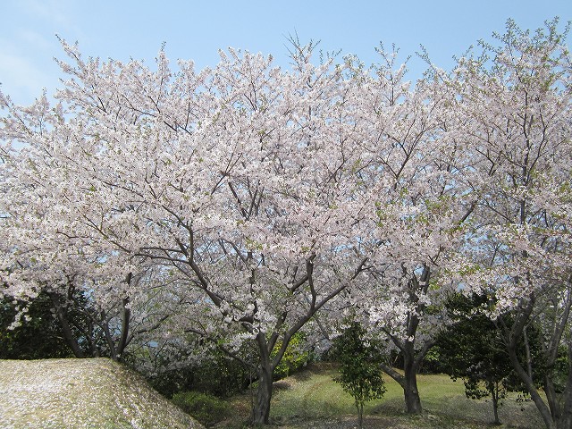 椿公園桜1