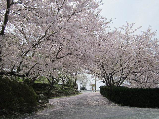 椿公園桜2