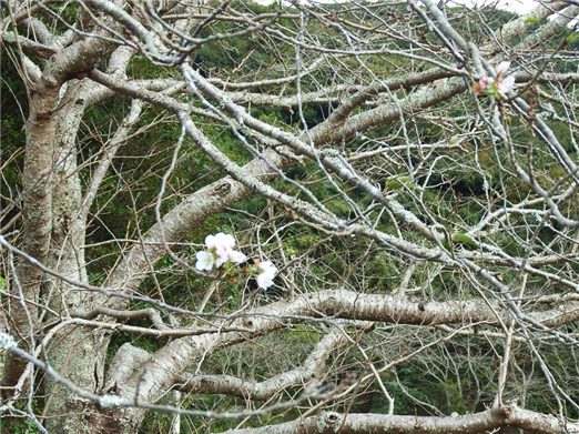 桜1