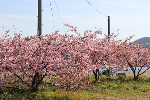 満開の桜