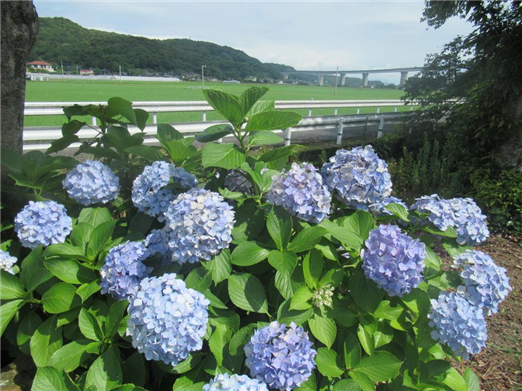 花1