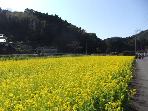 Ｈ２６菜の花ウォーク