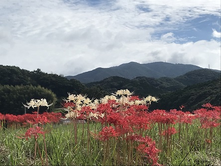 赤と白２８