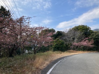 河津桜２月