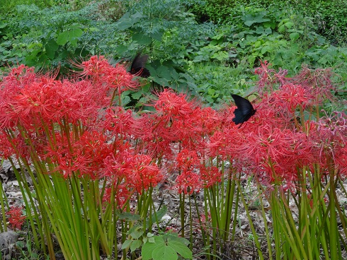 蝶と彼岸花