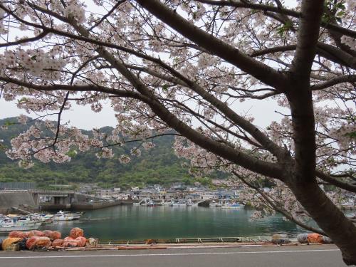 コミセン桜