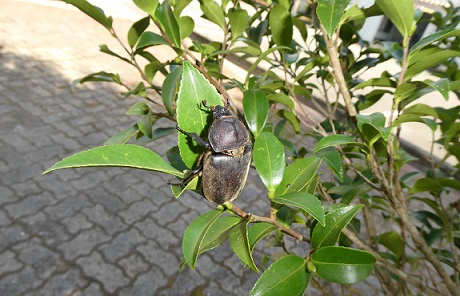 カブトムシ