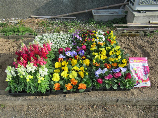 花1