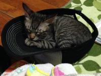 スマホでパチリ　にゃんこ3