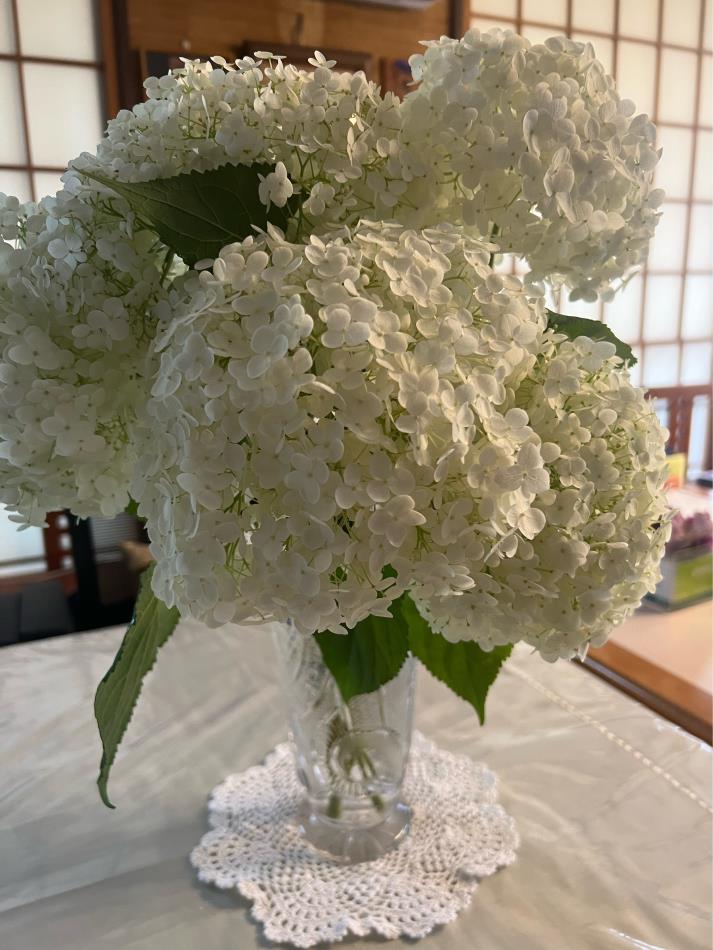アナベルの花