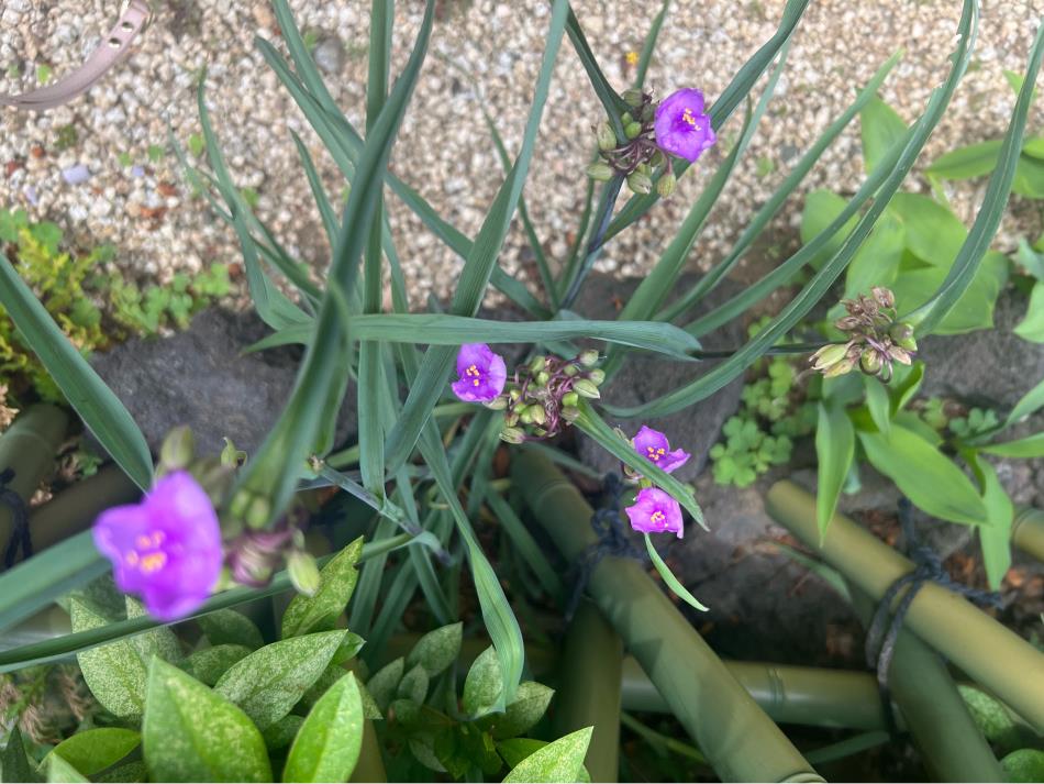 つゆ草