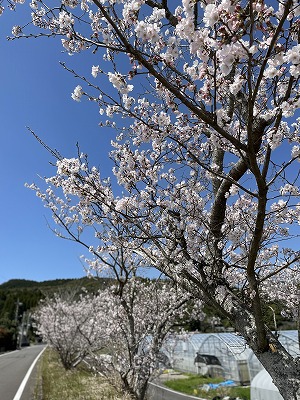 桜_20220327⑥