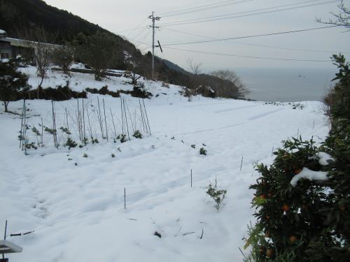 大雪１１  