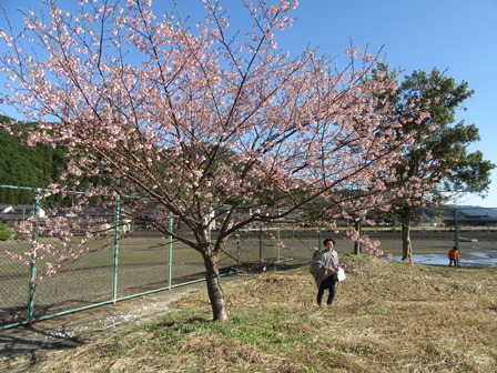 早咲き桜