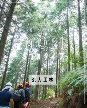 森の三つのタイプ：人工林