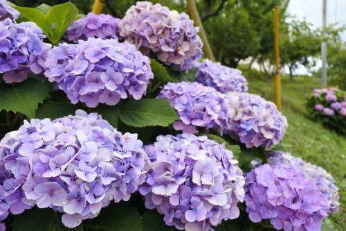 20190628紫陽花2
