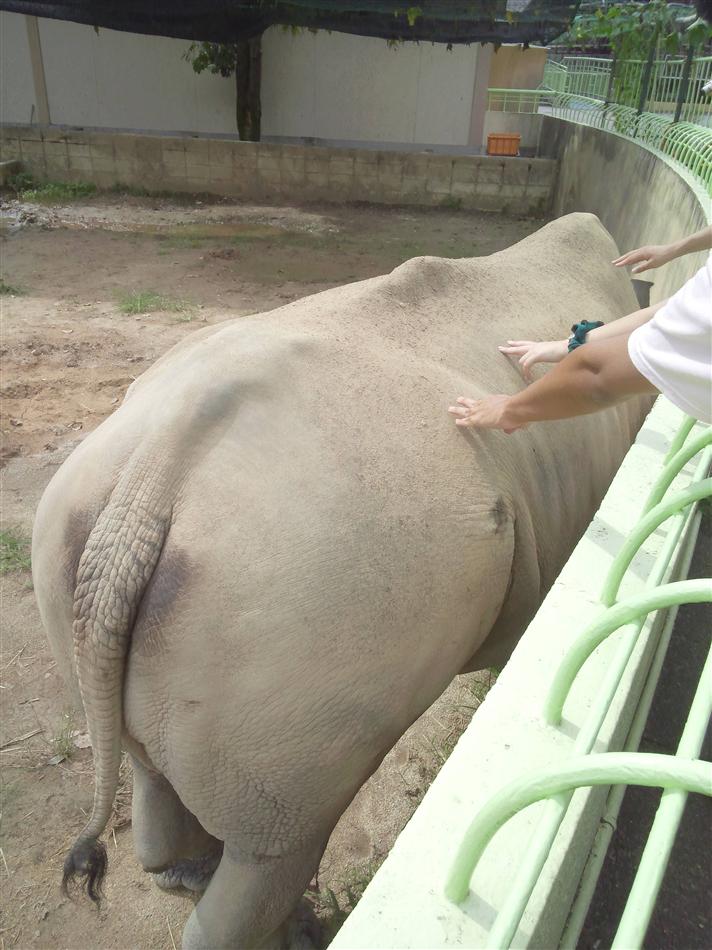 さい
