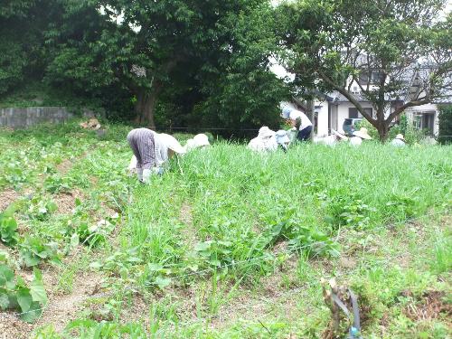 H23さつまいも除草①