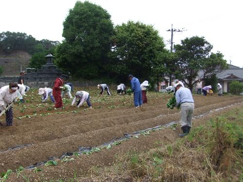 さつまいも苗植え0609