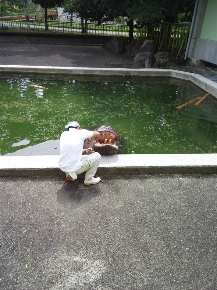 かば