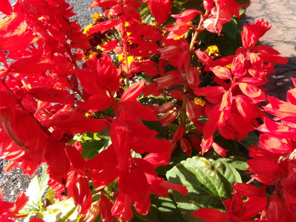 きれいに咲いてます🌺