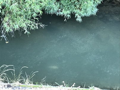 白鯉