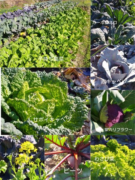 ハーブ野菜