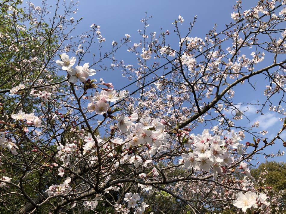 桜