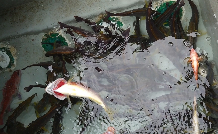 オキアミ五目釣り