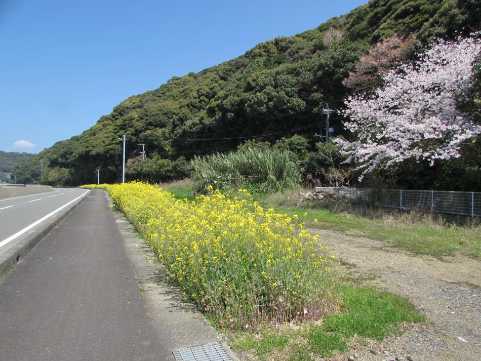 菜の花