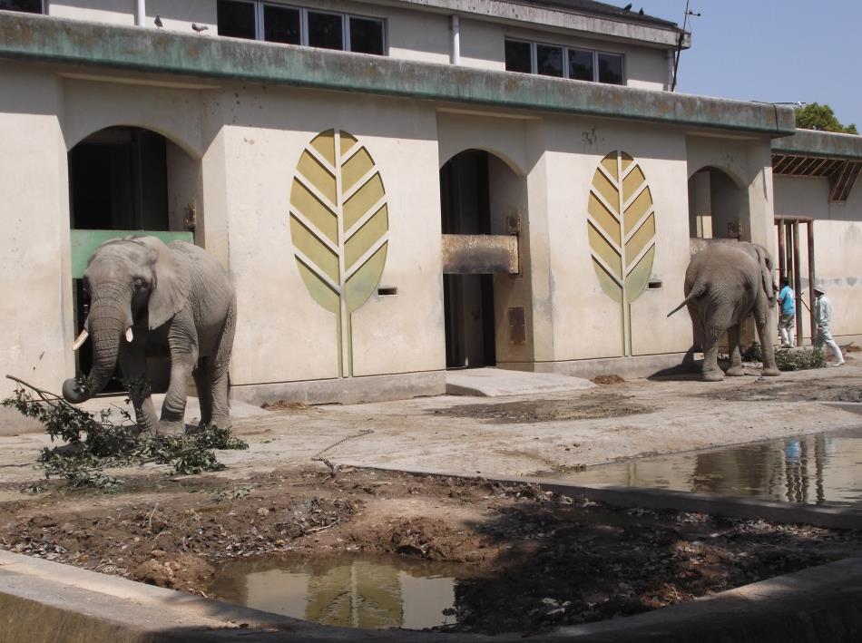 動物園　象