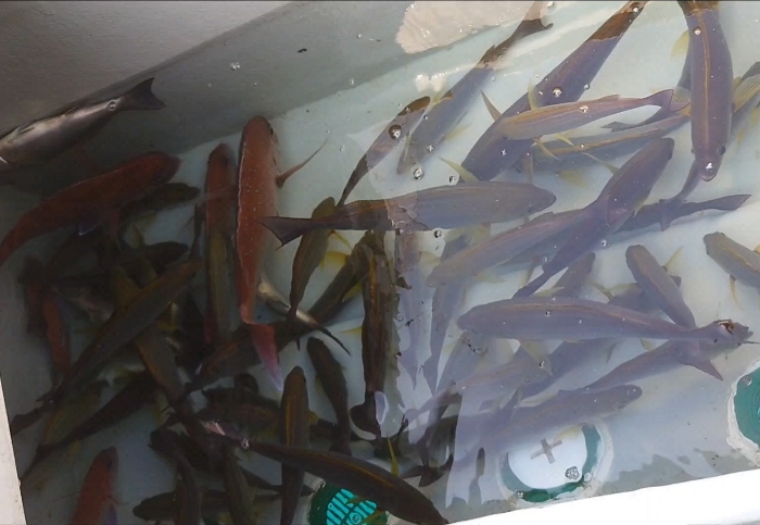 オキアミ五目釣り