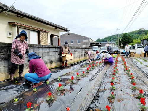 R3.6.7花苗植え2