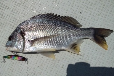 徒然なるままに釣れ 日記 魚酒格闘技戦線 天9316