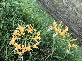 R3　彼岸花　黄色